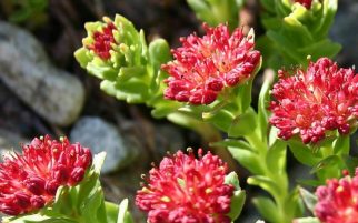 Ingredients sonus zen Rhodiola Rosea